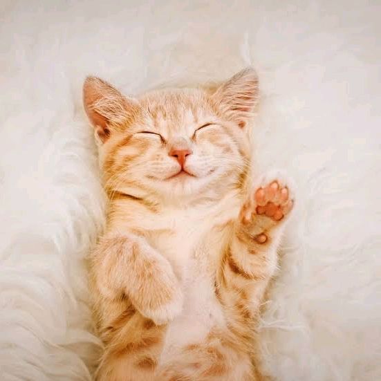 PawHope