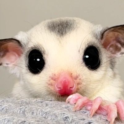 PawPaw