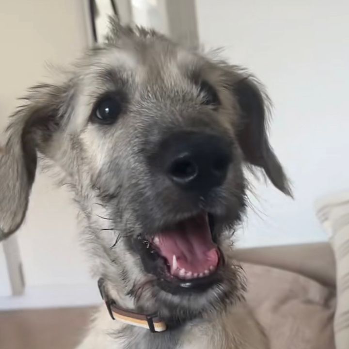 🧙‍♂️🐺 Gandalf’s Page 🐺🧙‍♂️