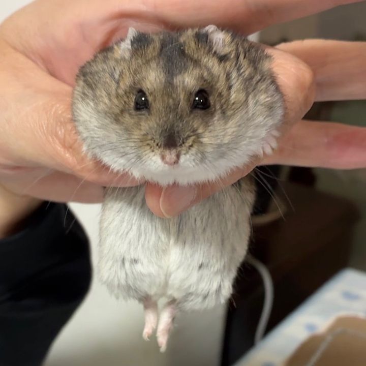 るるぴょん⭐︎🐹