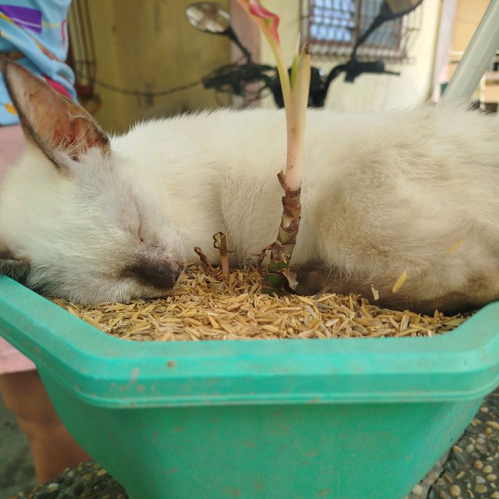 shoptzy