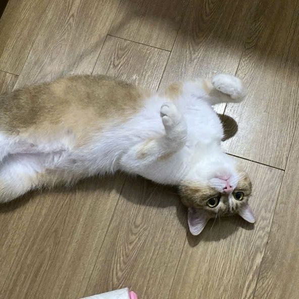 Gia Đình Mèo Họ Nguyễn