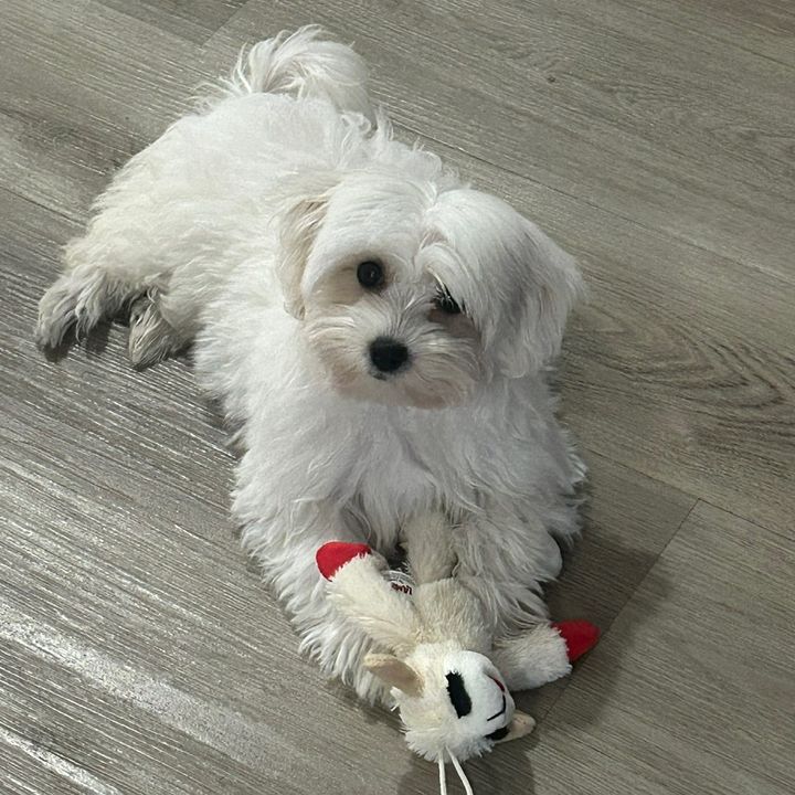 Pawsitivevibes