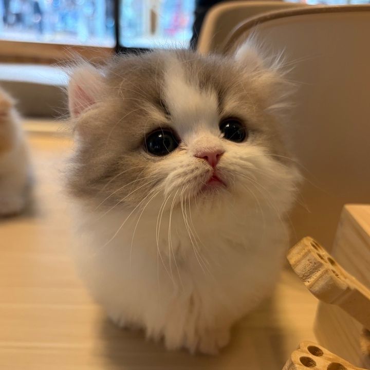 ぽむ.pom