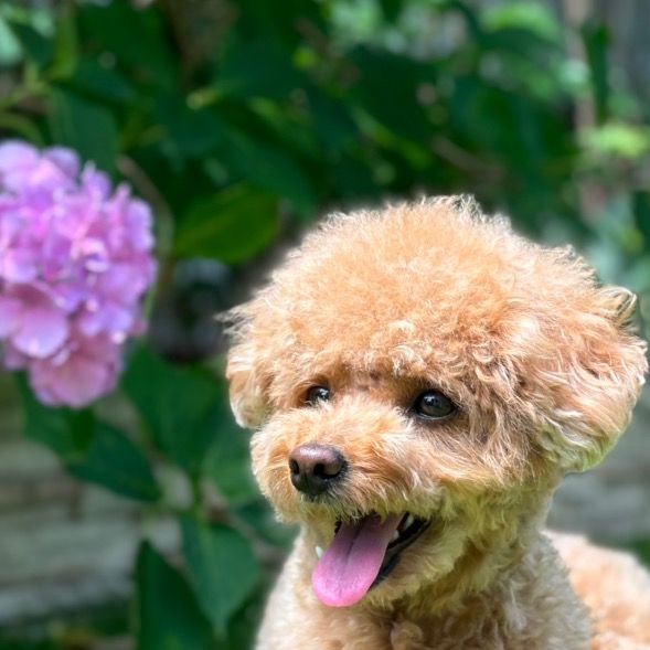 犬のいる暮らし＊買ってよかったもの