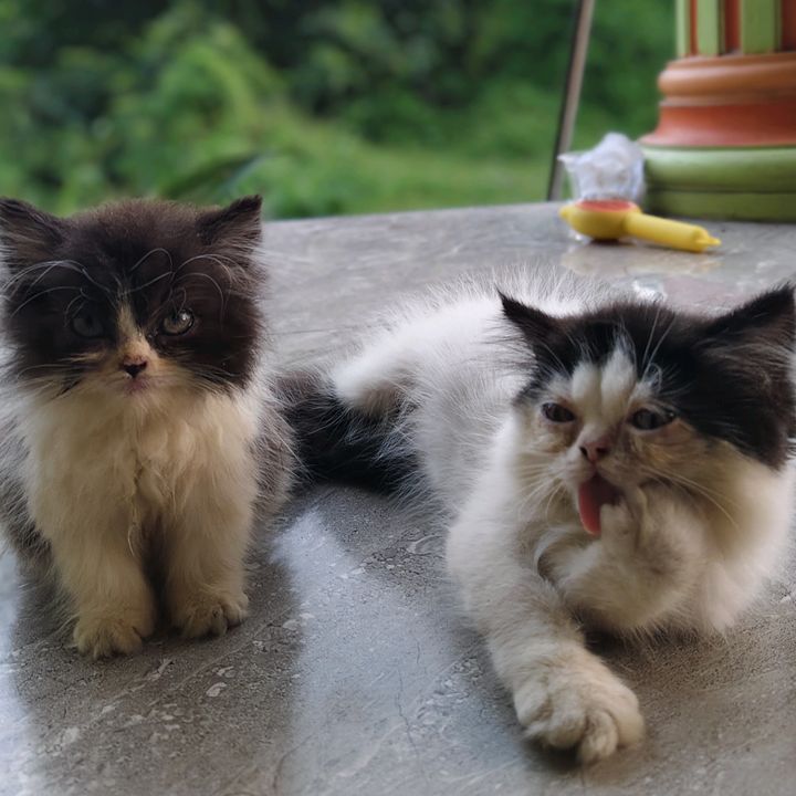 Pussy & Mochi