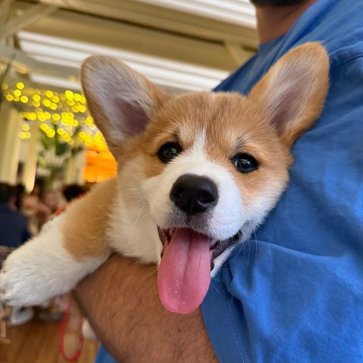 Bart 🐶