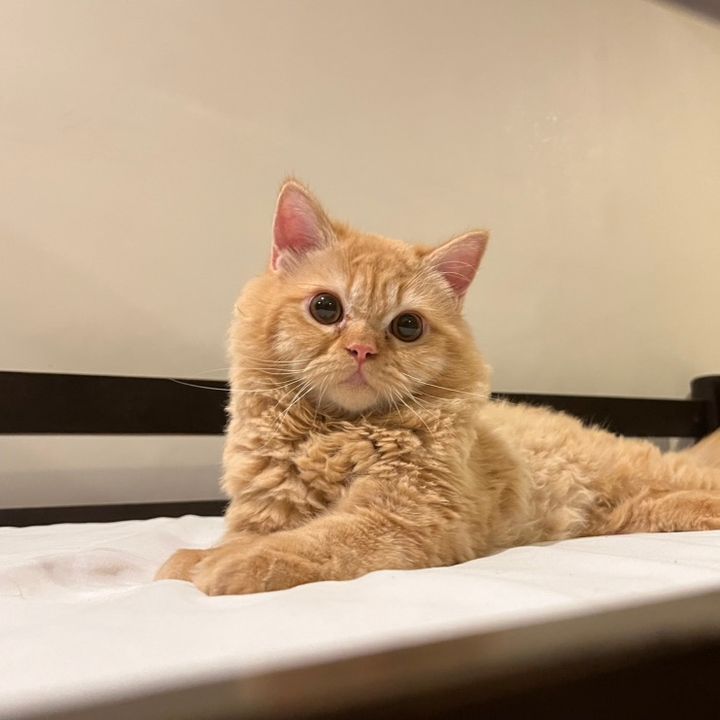 Hirochi 🐱