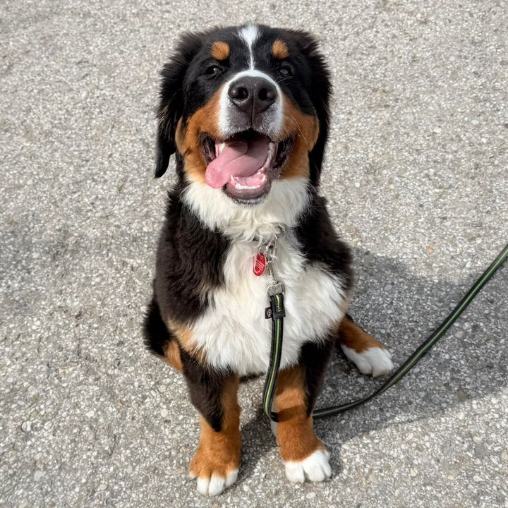 Xarotheberner