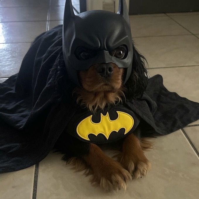 Batman Le vrai N1 🏆🦇