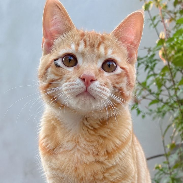 Yuki