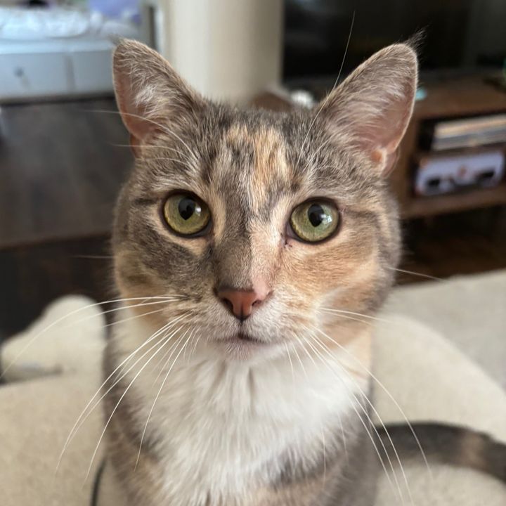 cutiecrumbs