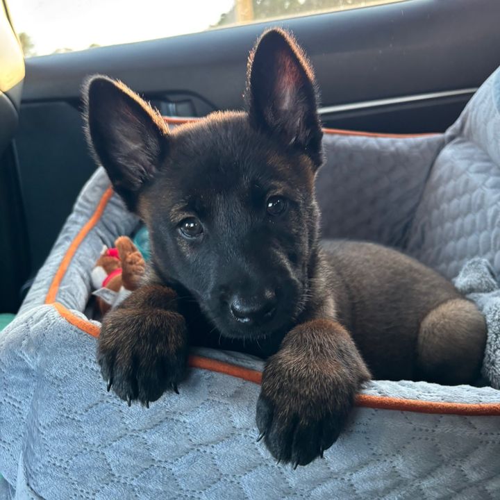 astro.the.malinois