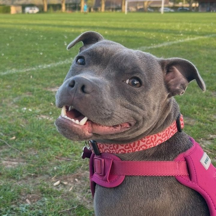 Goose the blue staffy