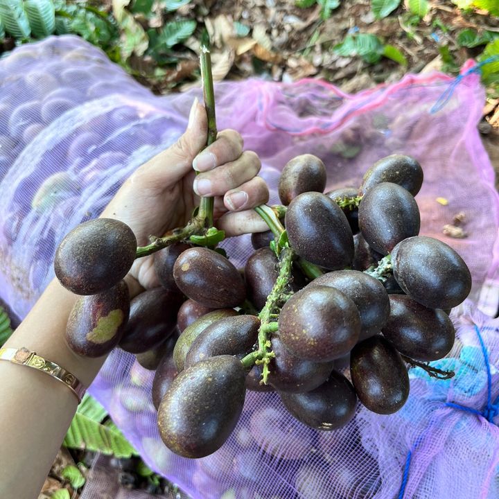 DL fruits2