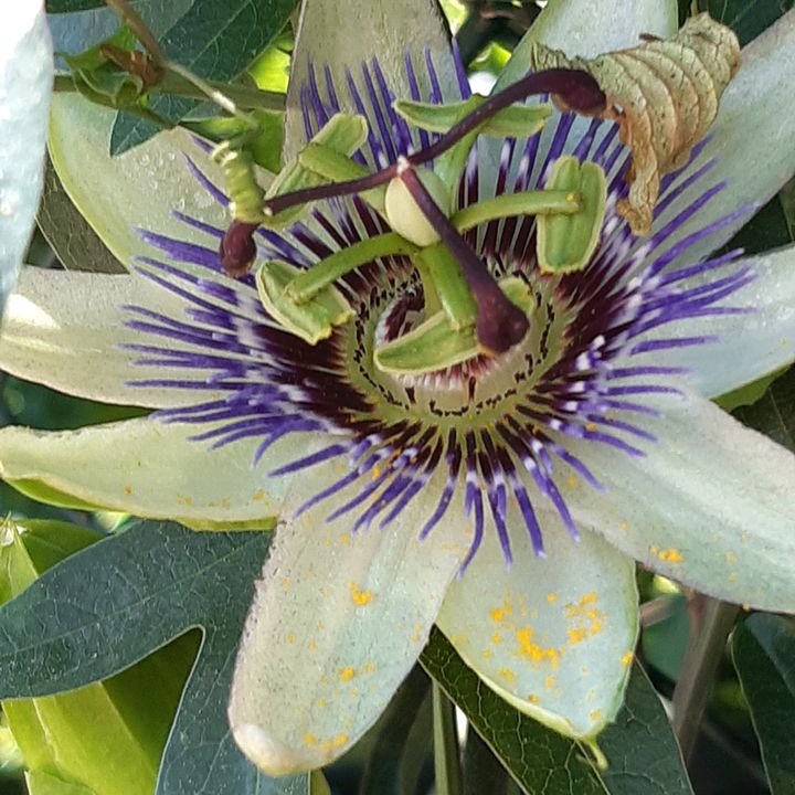 Paoletta