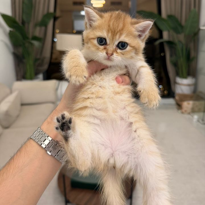 süße Katzen