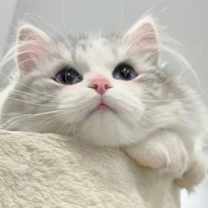 Mi