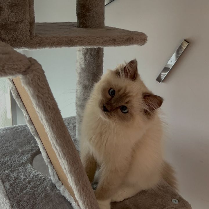 Yukii Ragdoll