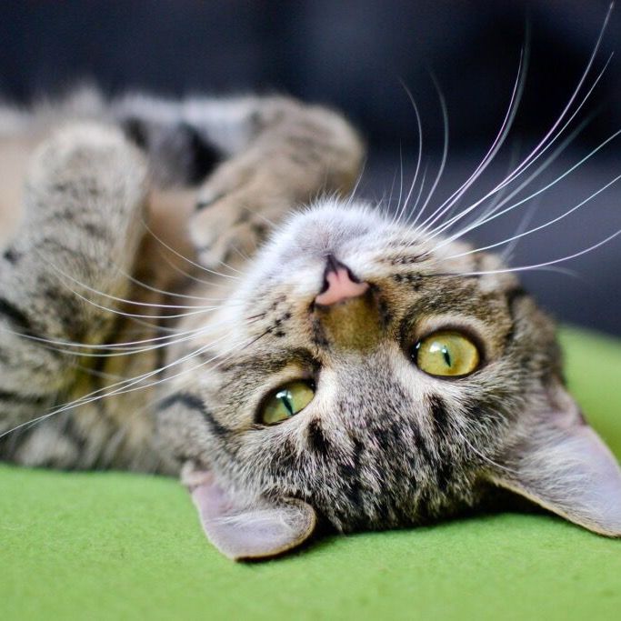 Osmar