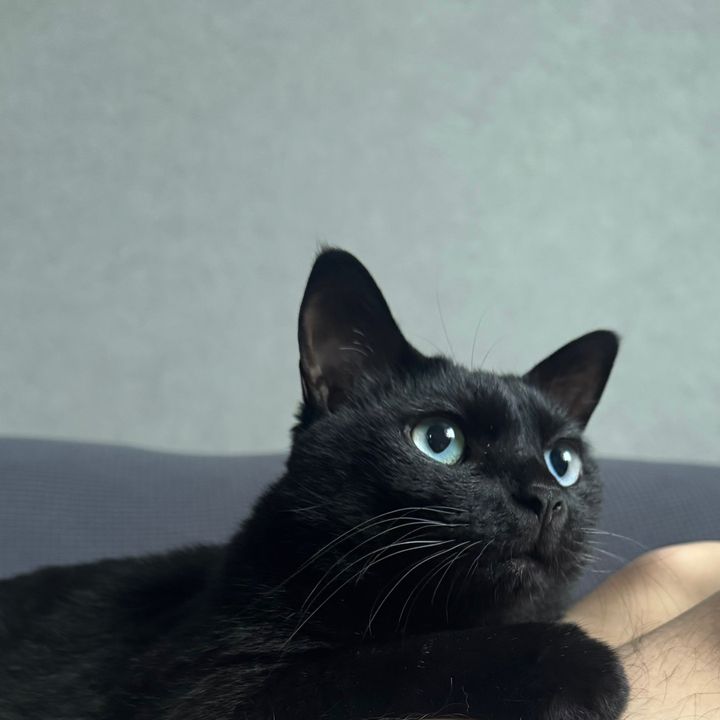 黒猫こんぶ