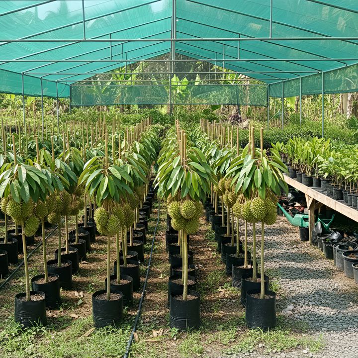 Pekarangan Bibit Okulasi
