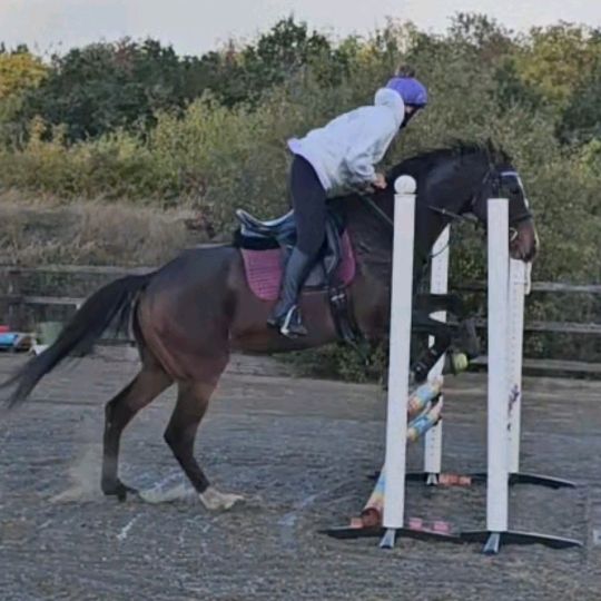 The horsey trio