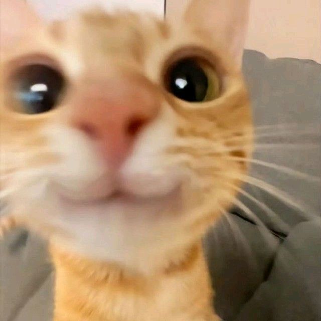 DailyFunnyCats
