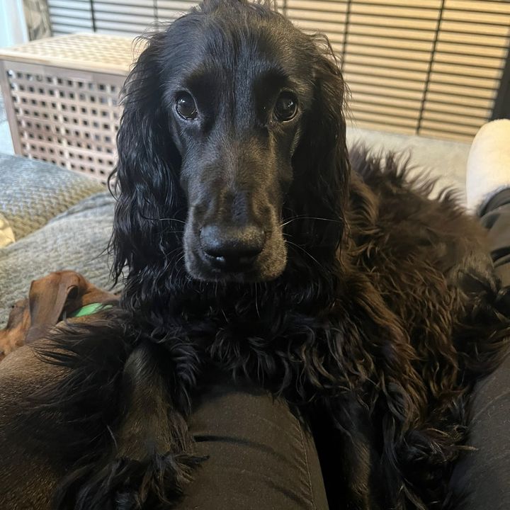 jarviscocker_spaniel