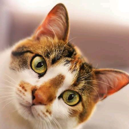 kittypaws