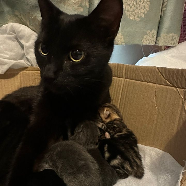 FuzzandtheFurballs