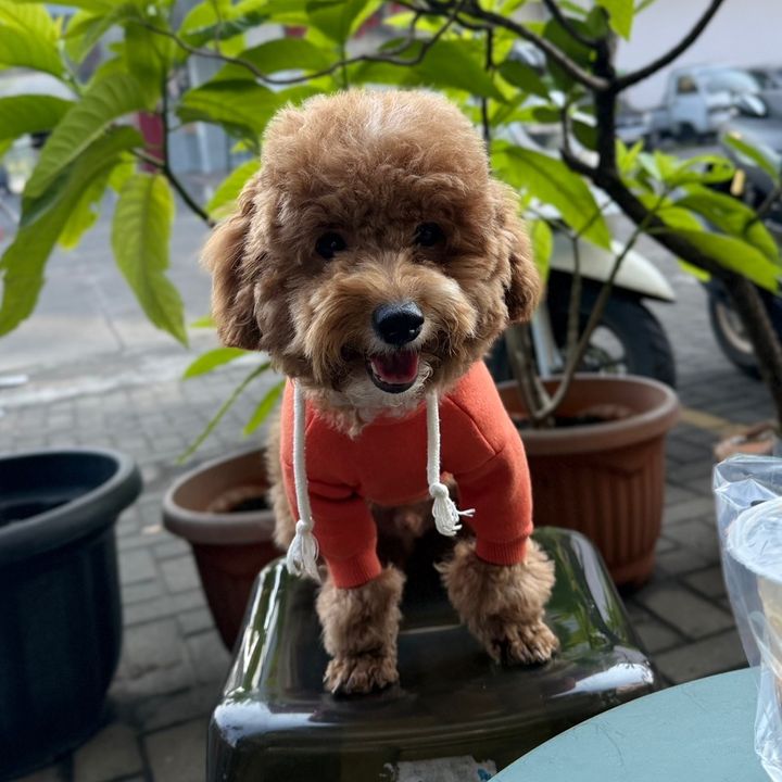 Paopao