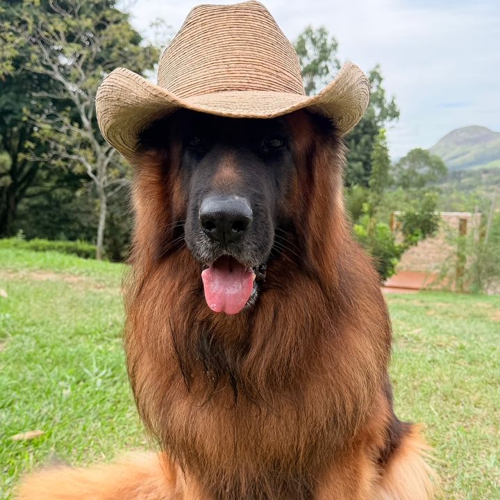 Brutus o Pastor