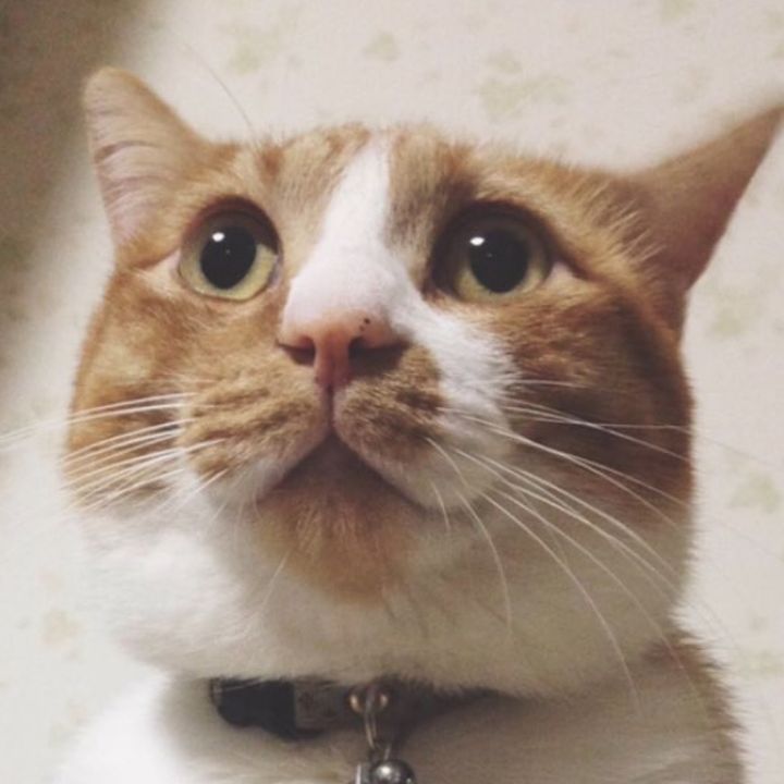 りんちゃん