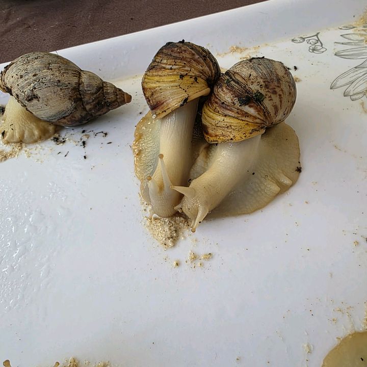SlowtoGold