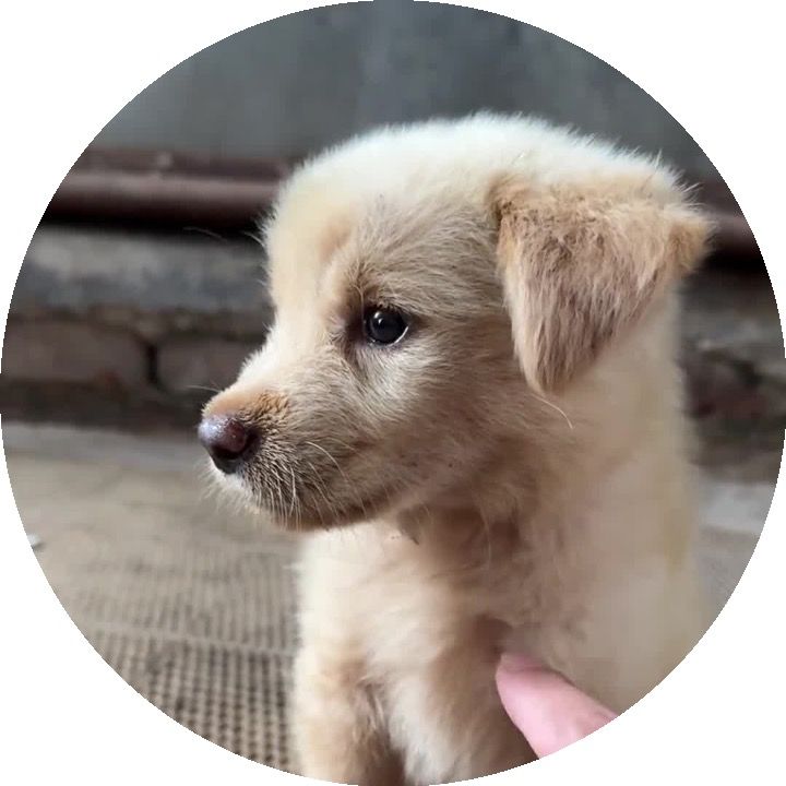 いなかわんこ