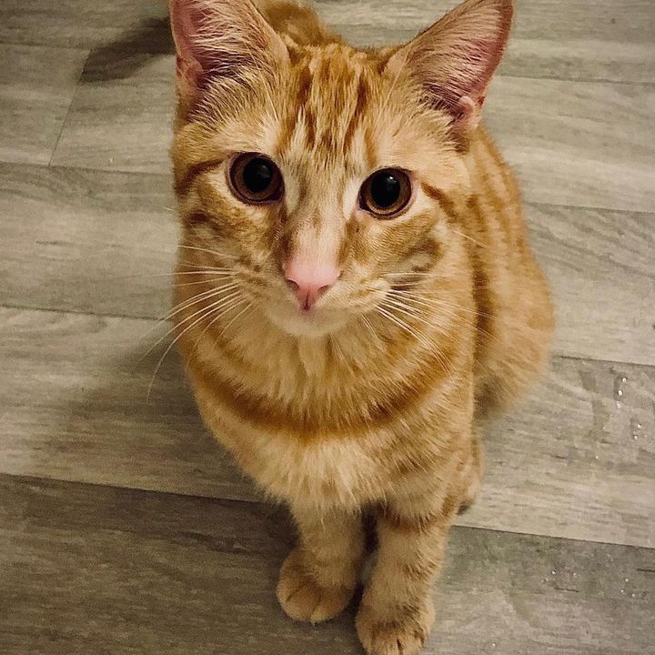 Stilton The Orange Cat