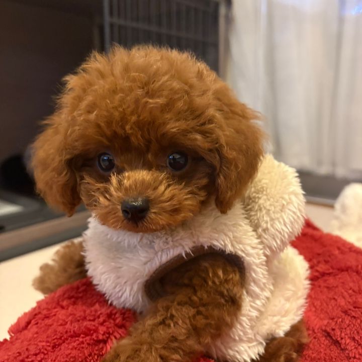 こむぎ🐶ティーカッププードル