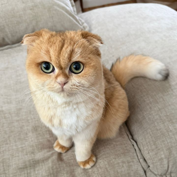 HoneyMew