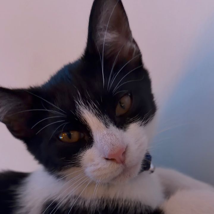 Stevie nicks 🐾 🐈‍⬛