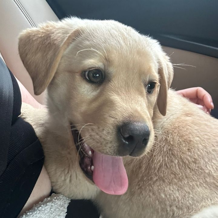 Bailey Boo