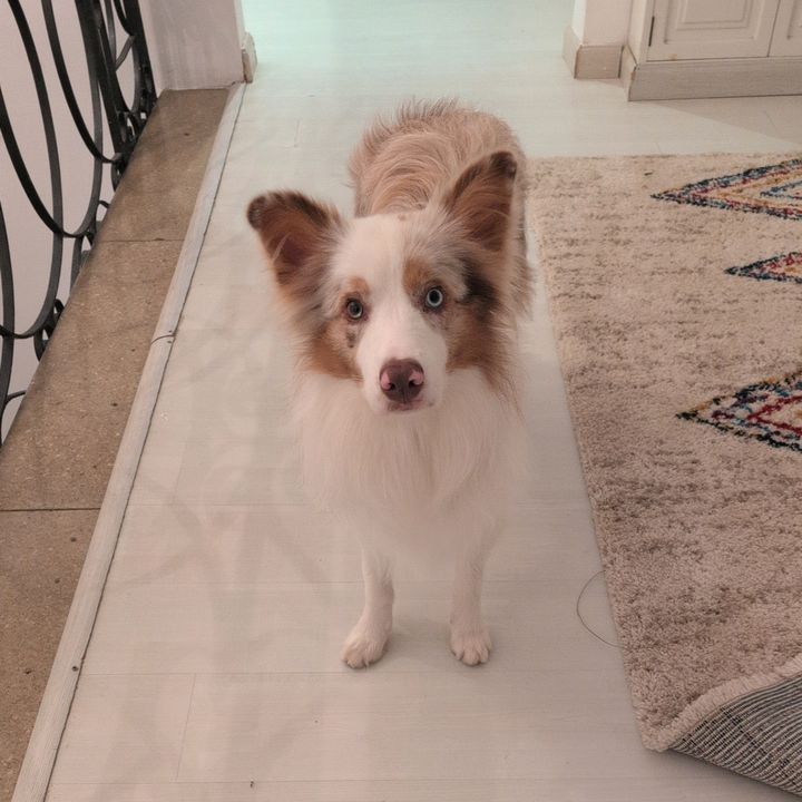 Love_CharlietheCollie