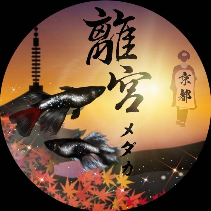 離宮めだか