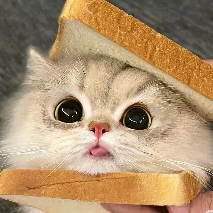 Lamomo