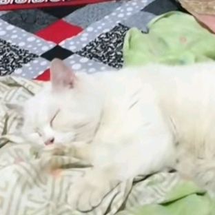 Sweet billa