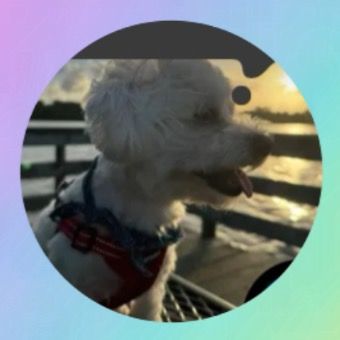 Jax | Maltipoo | HTX