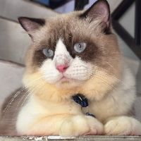 Muezza🐈