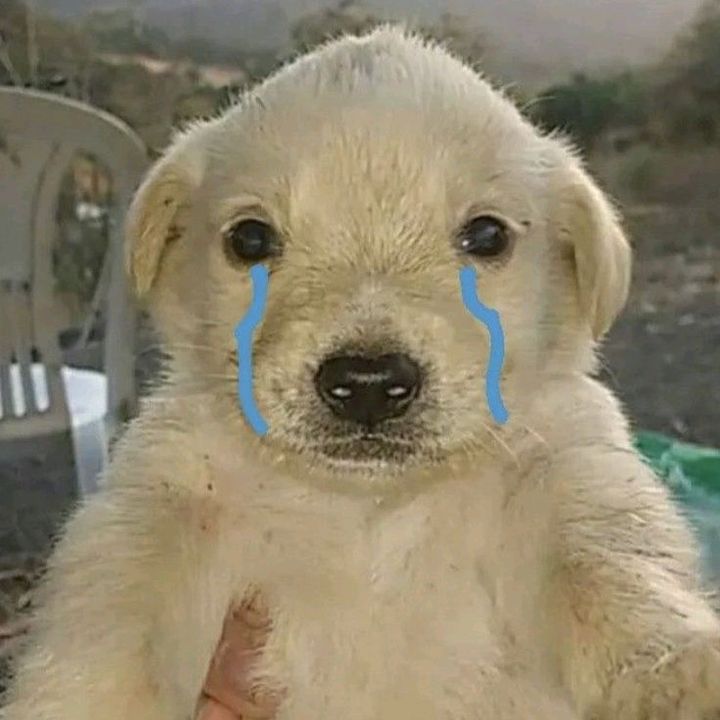 nosotroslosproyectados