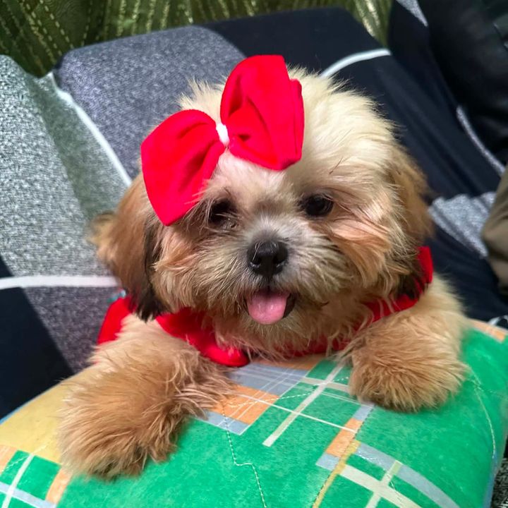 Bella and friends