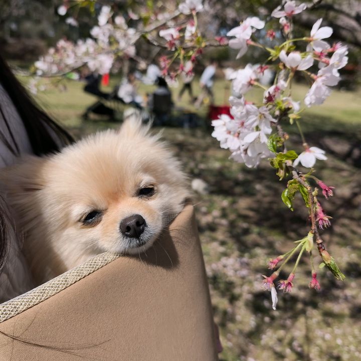 黒犬おととくりーむチル